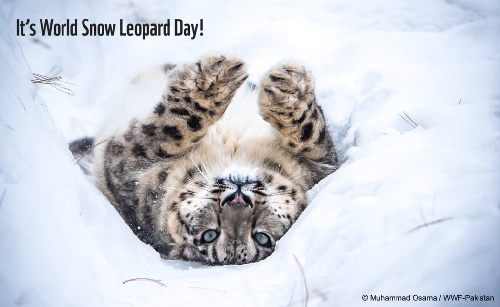 International Snow Leopard Day - URAD-SA